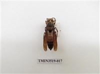 藏品(雙金環虎頭蜂)的圖片